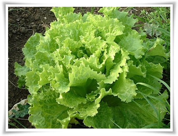 "9월에 심기 좋은 텃밭 작물" 풍성한 수확을 위한 최고의 작물 선택과 관리 비법!