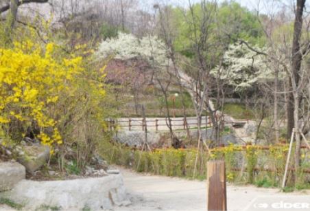 종로구 벚꽃