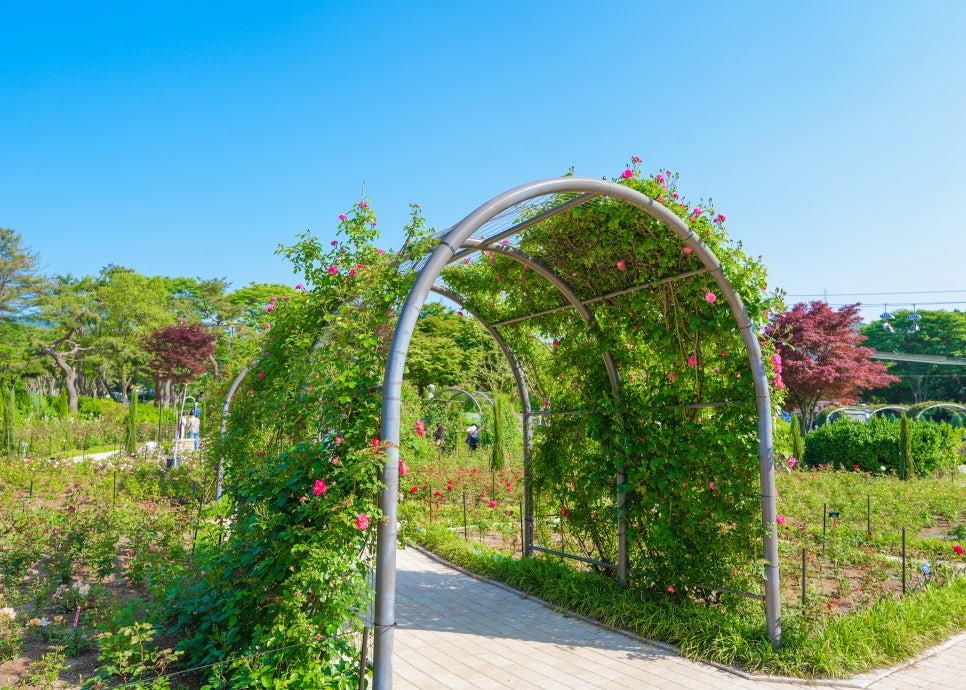 서울대공원 장미축제