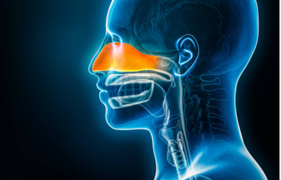 비염과 관련된 사진