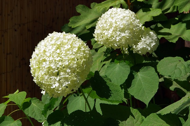 아침고요수목원 수국전시회