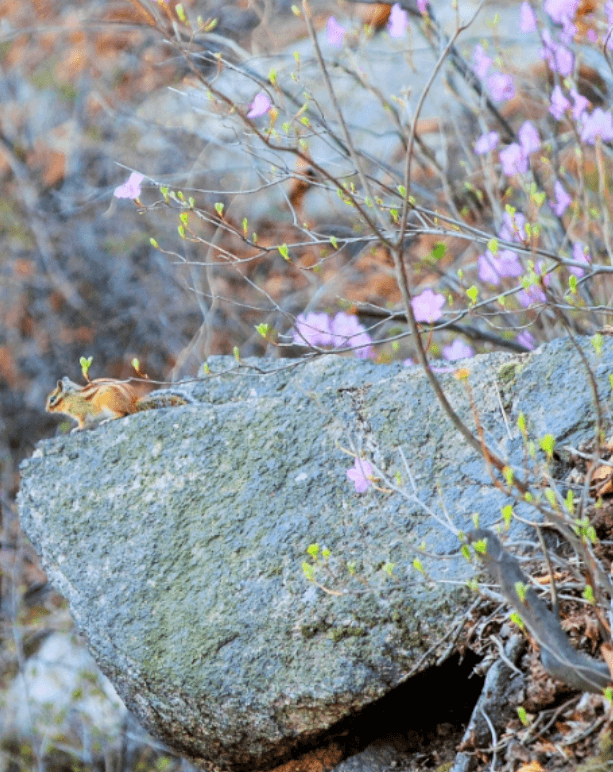 청와대 관람신청, 야간개장(야간관람신청)