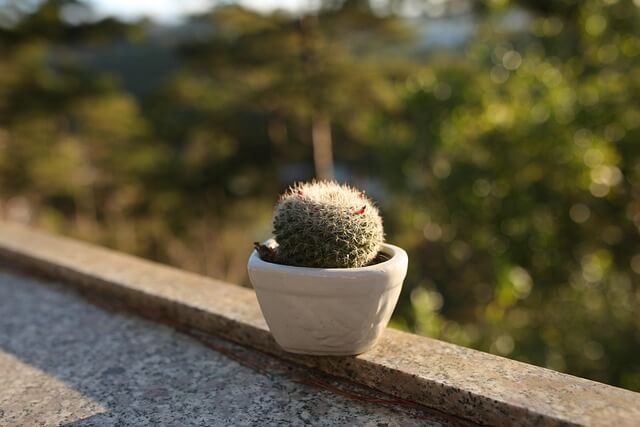 실내 식물의 건강