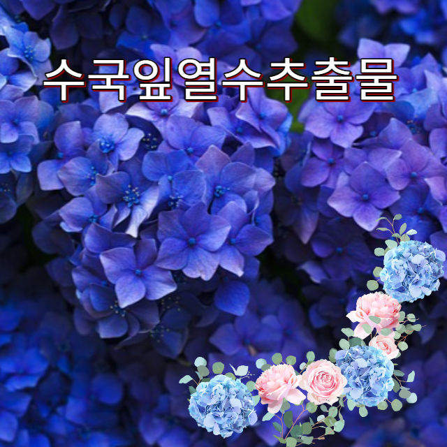 수국잎열수추출물