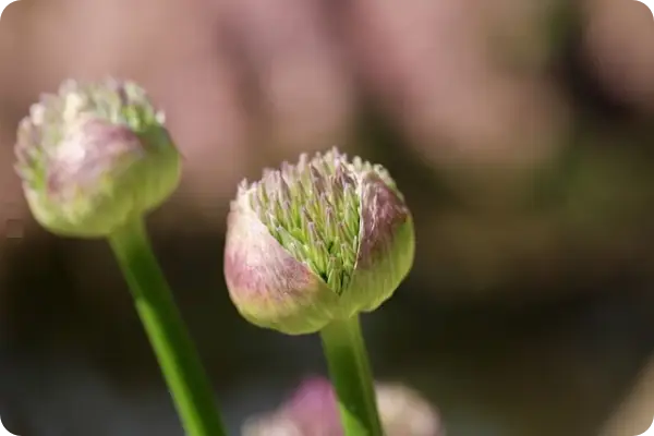 부추김치 맛있게 담그는 법