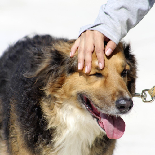 머리를 쓰다듬어 칭찬 받는 강아지