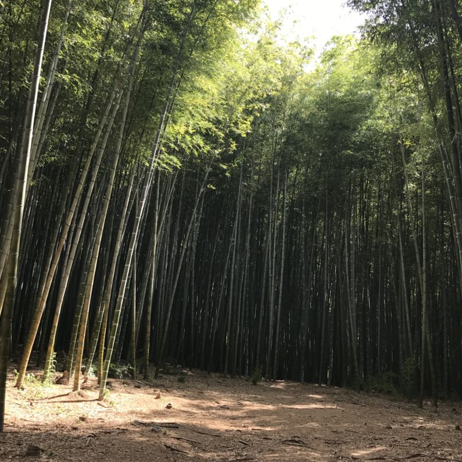 아홉산숲