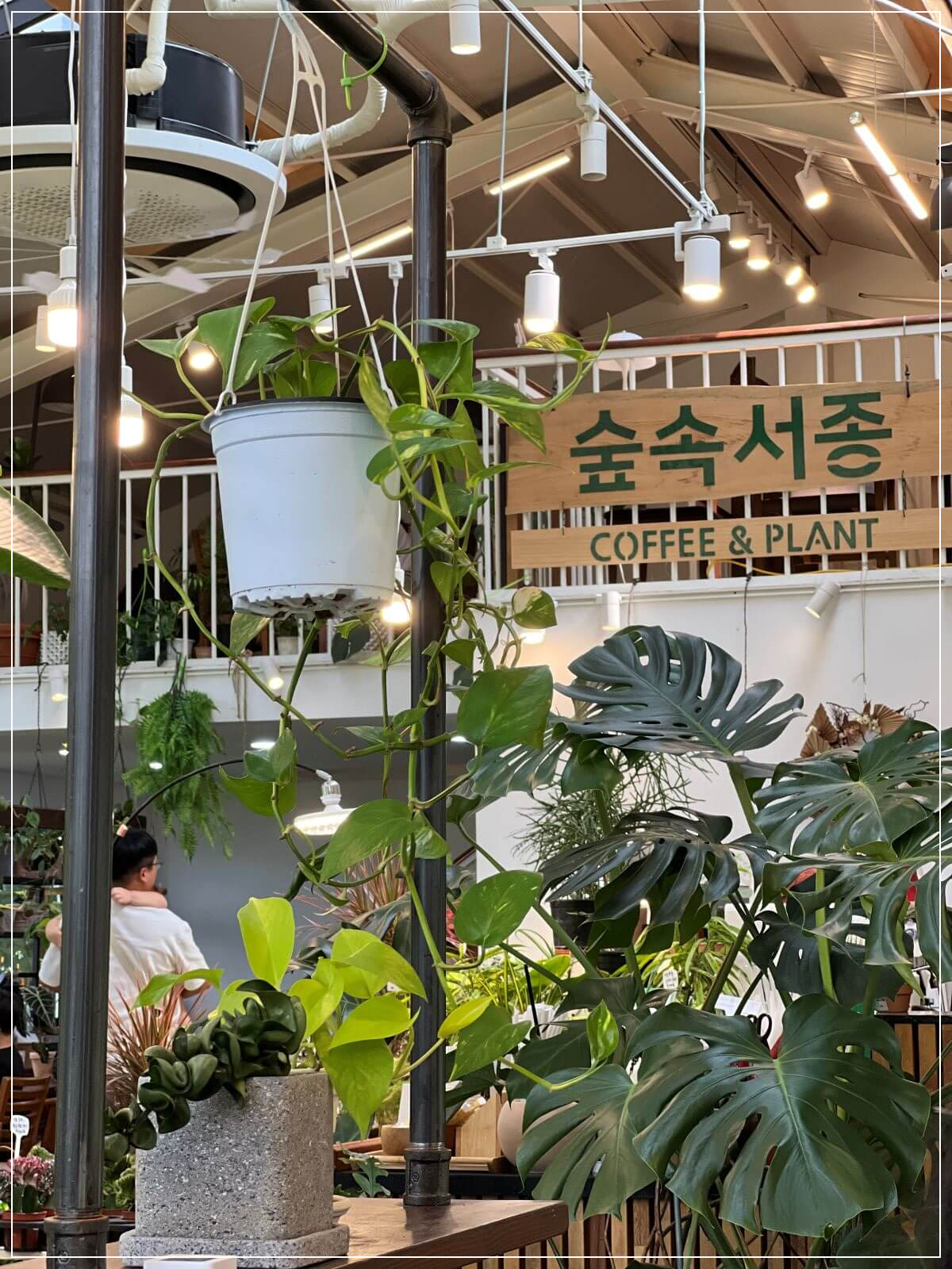 양평-숲속-서종-카페의-식물로-가득한-인테리어-모습