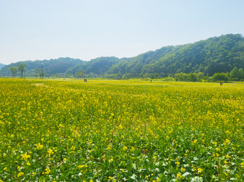 경북 유채꽃 명소 피는 시기