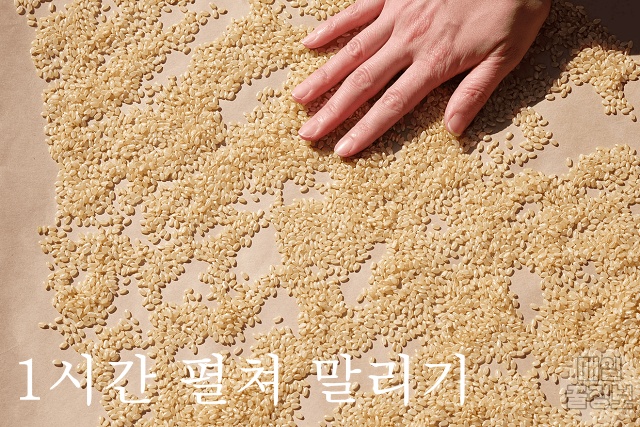 쌀벌레 생긴 쌀, 현미 쌀벌레 없애는법, 쌀벌레 애벌레, 바구미, 쌀 보관방법 보관법, 팁줌 매일꿀정보