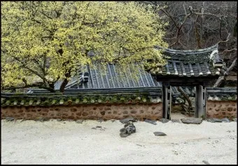 소쇄원 봄 앵두나무꽃 산수유 해당화 개화_19