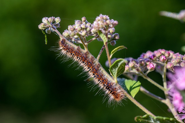 caterpillar