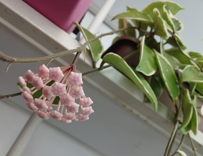 호야꽃 꽃말 뜻 호야 키우기 꽃피는시기 향기 분갈이 영양제 총정리2