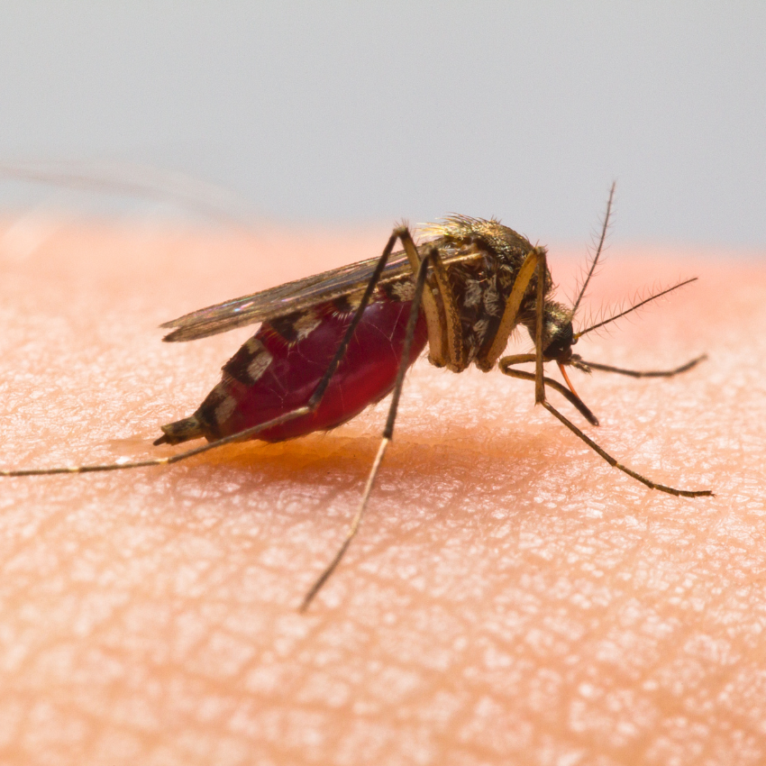 모기 퇴치 꿀팁_23