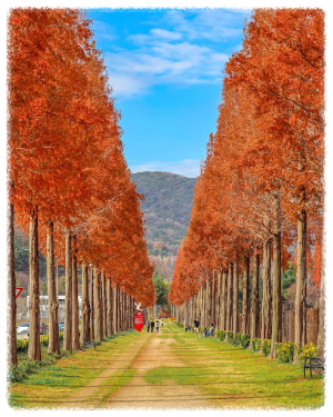 덕산 메타세쿼이아길