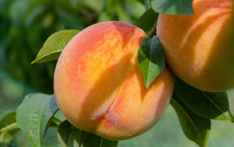 나무에 열린 복숭아