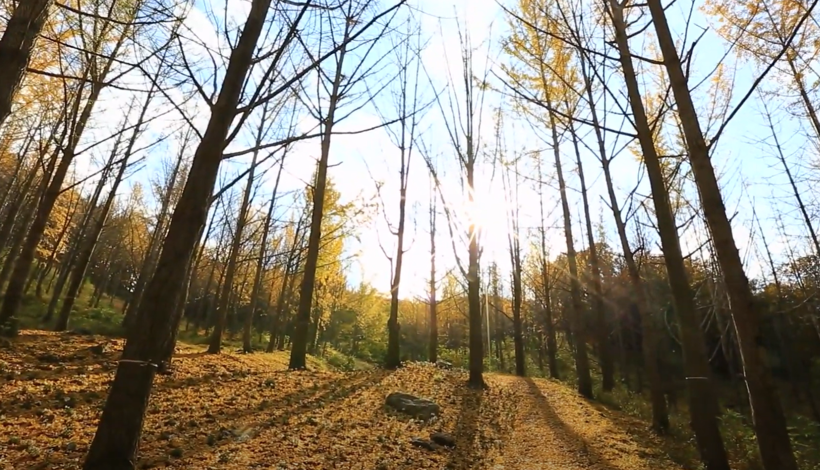 에버랜드 비밀의 은행나무 숲 예약 신청