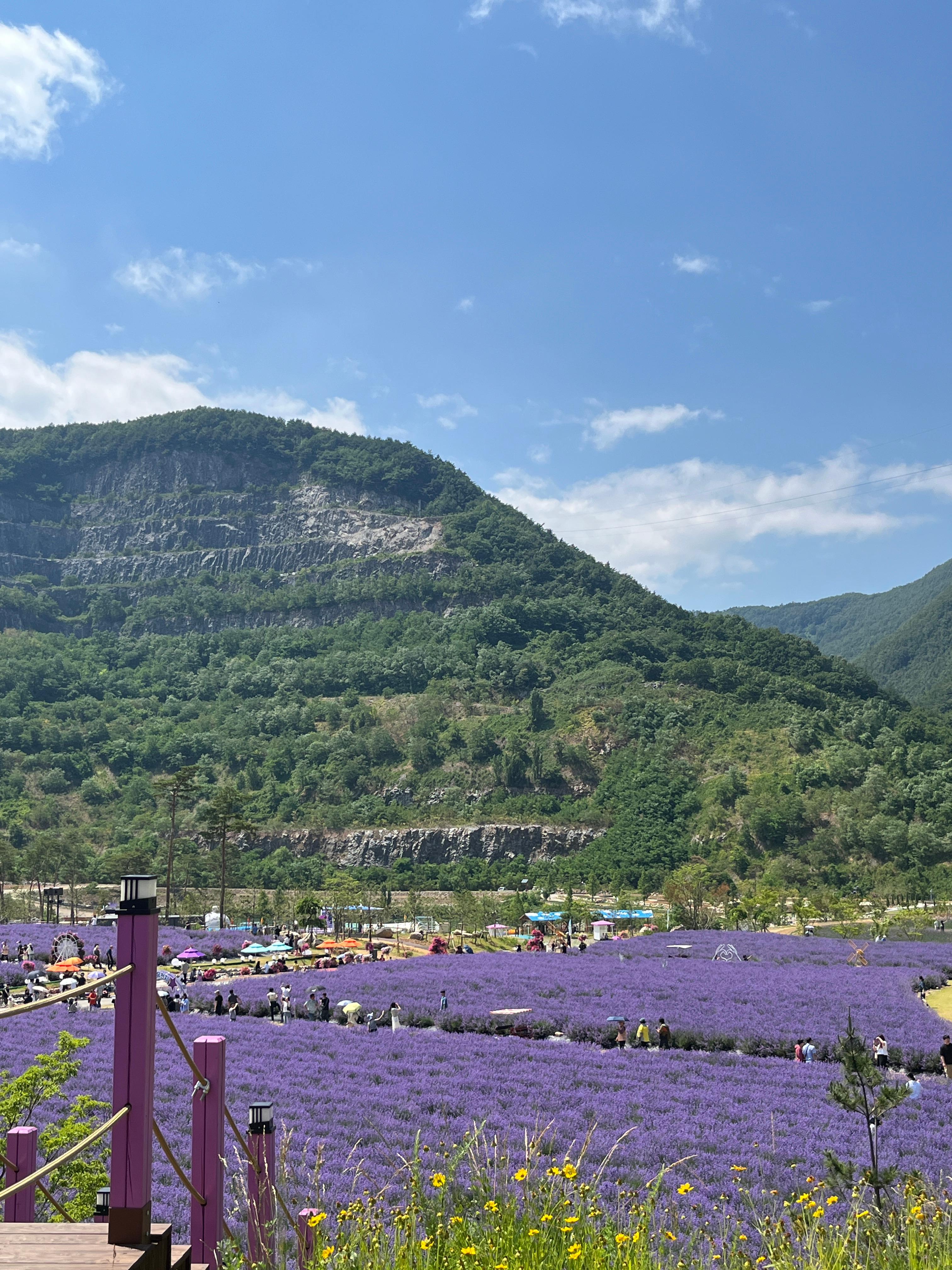 무릉별유천지 라벤더