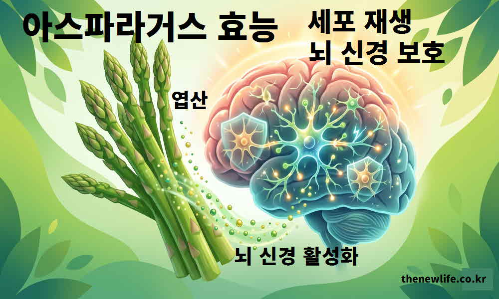 아스파라거스 효능 세포 재생 뇌 신경 보호