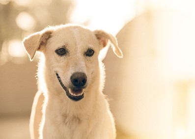 2026년 병오년 개띠 신년운세 총정리|무료로 보는 정확한 운세