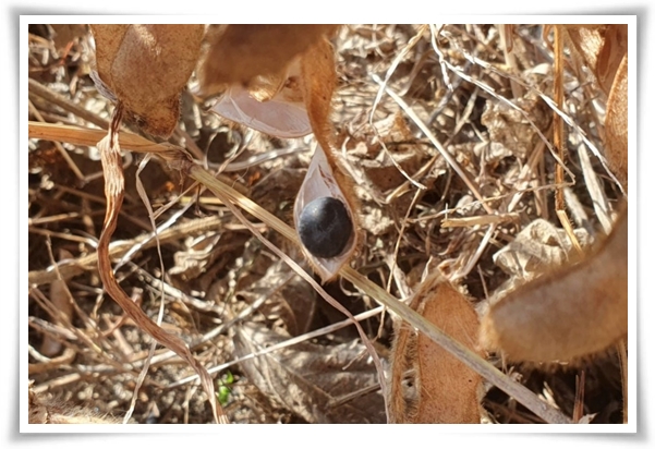 텃밭 &quot;6월, 서리태 심으세요!&quot; 내 손으로 직접 키워보는 검은 보석!