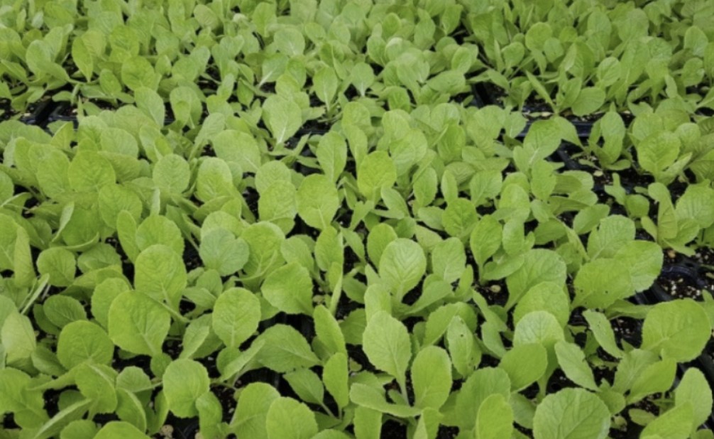 가을 배추 심는시기