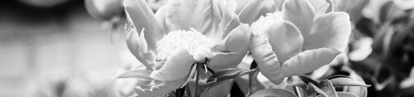 생육 1~2년 차 120일 방제