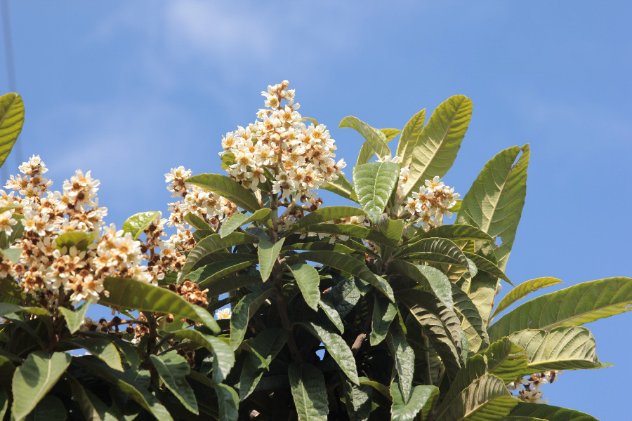 야생에서 잘 자라고 있는 비파나무의 잎과 줄기, 그리고 꽃을 확대를 하여 찍은 사진