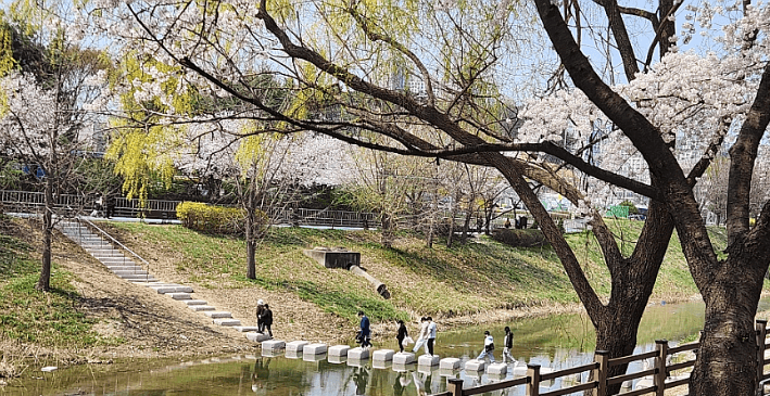 김포벚꽃축제