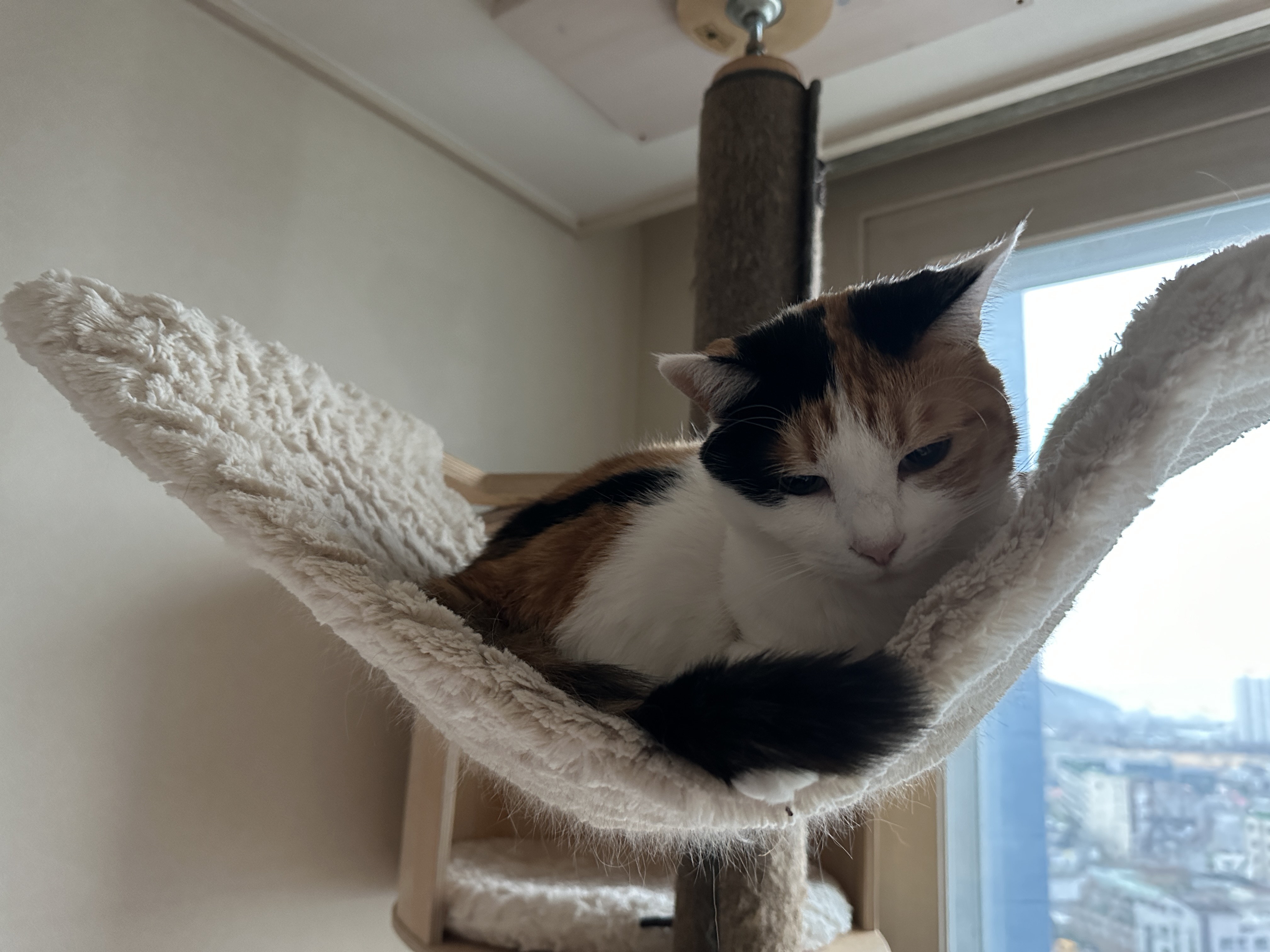 오랜만에 평화로운 아홉냥이네 아침풍경