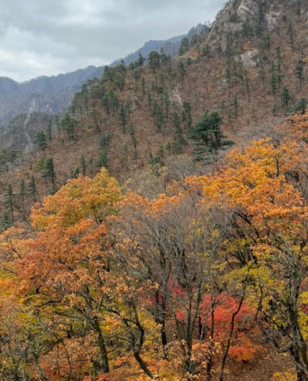 2024년 단풍절정시기