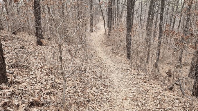 넉엽이 수북이 깔린 걷기 좋은 부드러운 흙길,