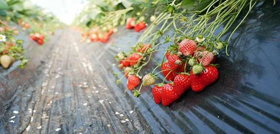 옥종딸기 정보화마을