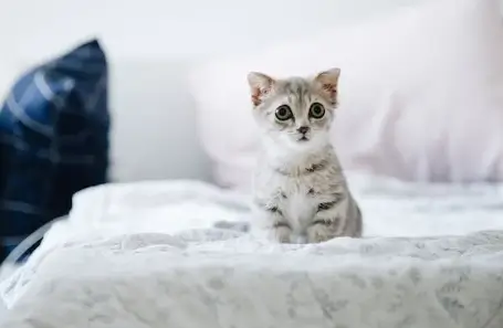 고양이 꿈해몽