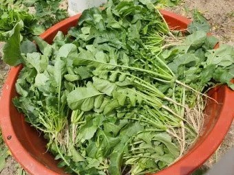 열무 재배 빠른 파종 잔털 제거 혼식 요령_4