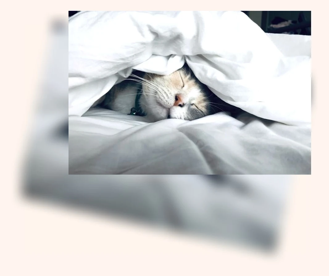 반려묘 이해_2_subsection