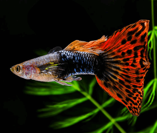 직장인 구피 먹이 주는 방법