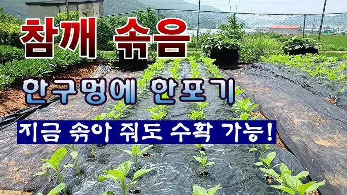 참깨 재배 돌려짓기 도복 방지 탈립 주의_9