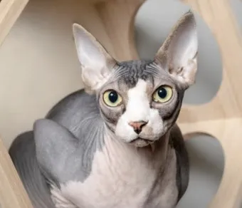 스핑크스 고양이 유전병_10