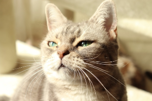 눈을 가늘게 뜨고 있는 고양이