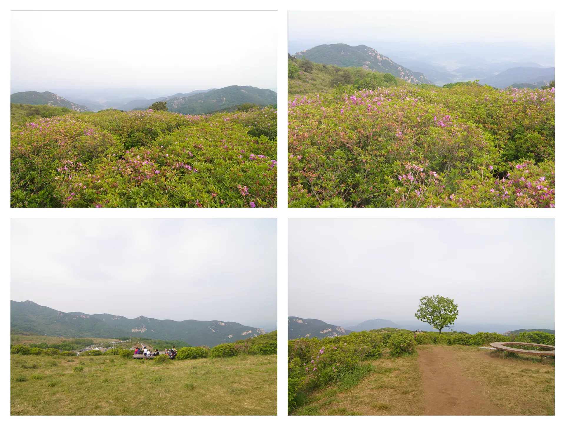 여름 황매산