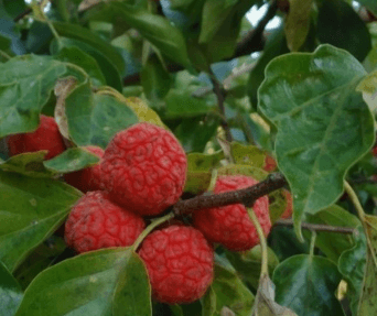 구지뽕의 효능 꾸지뽕 열매의 효능 먹는법