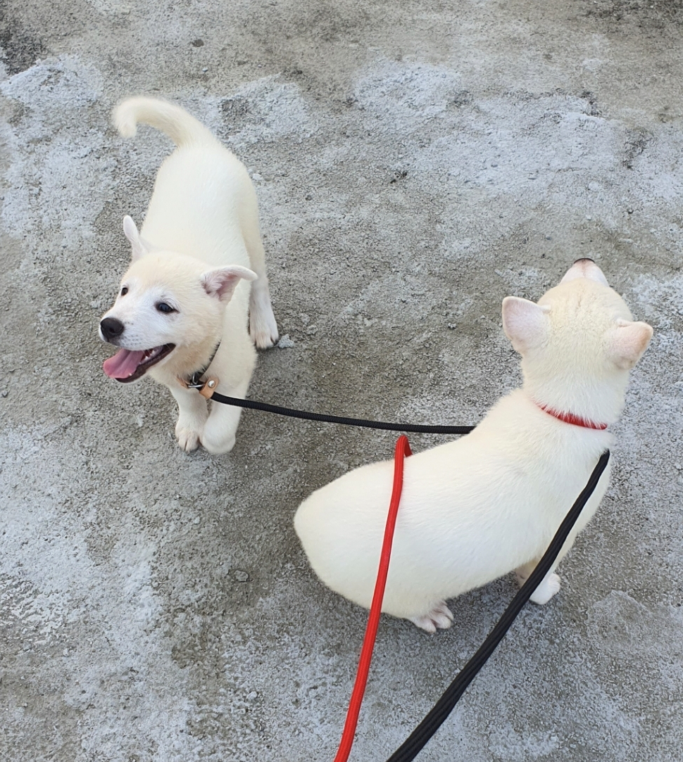 생후-2개월을-막-지난-아기진돗개-두-마리