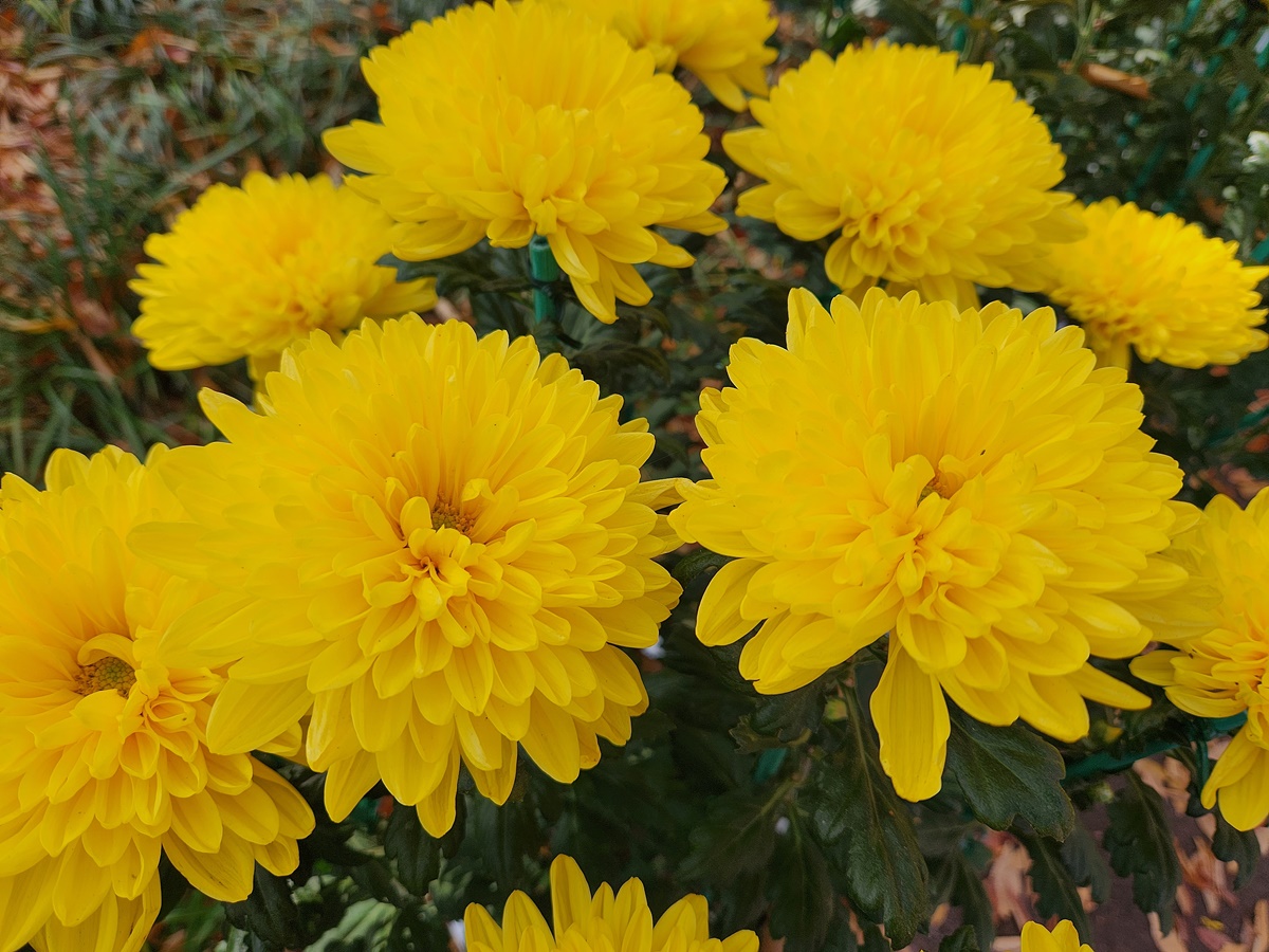 폼폰국화