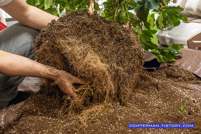 커피나무 분갈이 흙 털어내기
