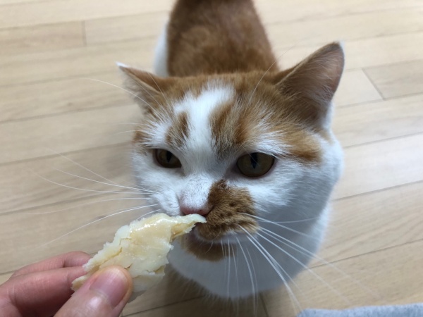 고양이다이어트