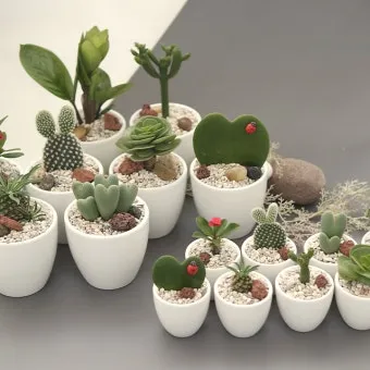 미니 선인장 키우기 물주기 통풍관리 창가배치 귀여운 관리법_9