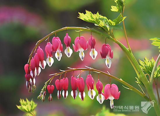 한택식물에서 볼 수 있는 꽃 - 금낭화 