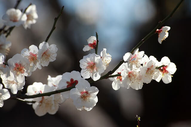 양산 통도사 홍매화