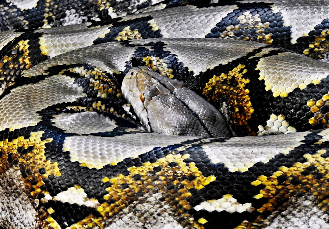 Snake.
